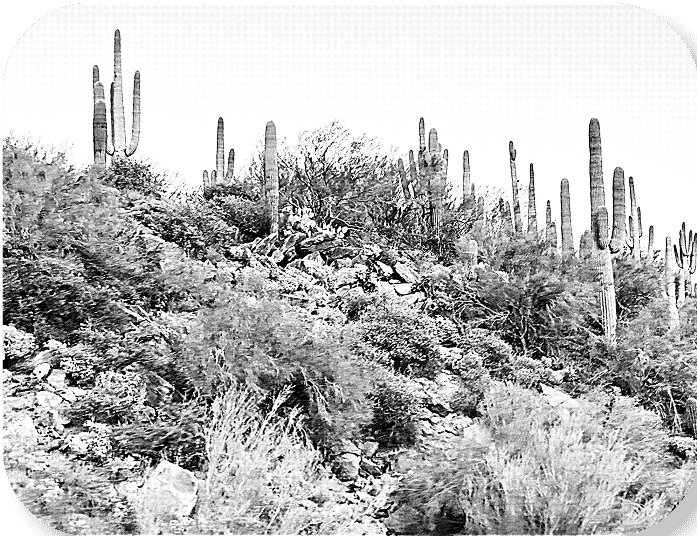 Desert landscape with saguaro cacti