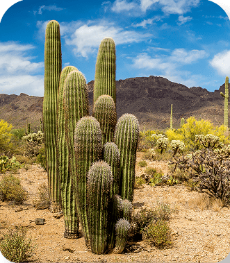 Desert landscape with Saguaro cactus